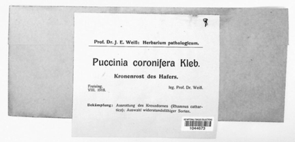 Puccinia coronifera image